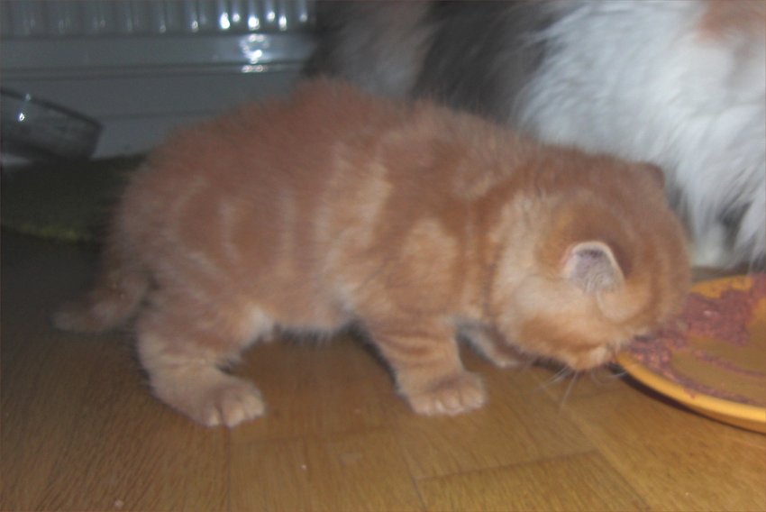 Golosinas Fame Factor alias Brandy, Exotic male Red tabby blotched